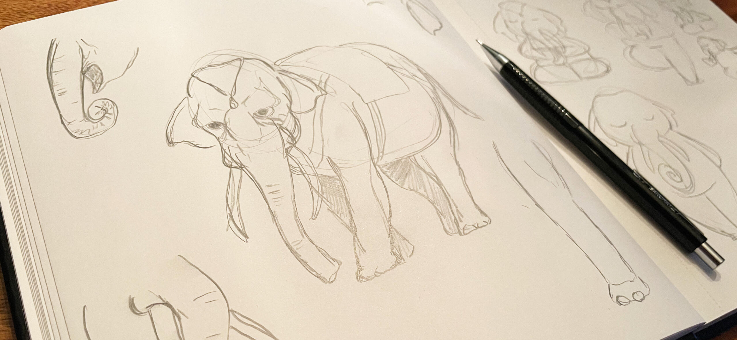 SketchingElephants sketching elephants